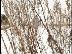 Spying On Teen Peeing On Snow